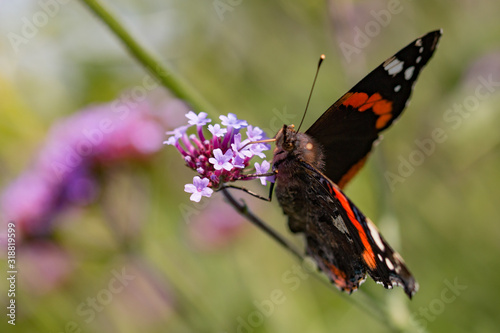 Schmetterling in der Natur, Nahaufnahme