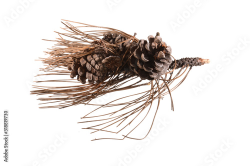 dry christmas tree needles isolated on white background