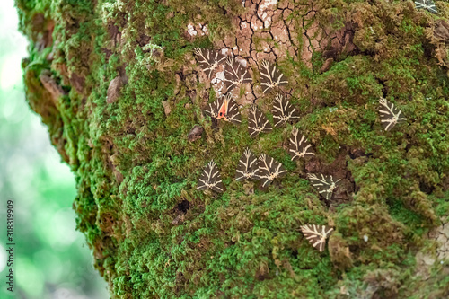 A lot of butterflies (Jersey tiger) rest on the trunk of the sweetgum tree in the valley of butterflies (Rhodes, Greece). Rare natural phenomenon. photo