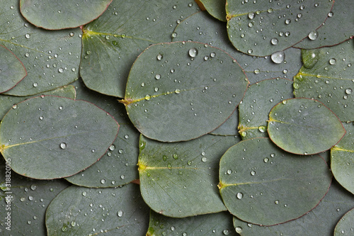 Trendy background closeup of green eucalyptus leaves. Green summer nature. Ma...