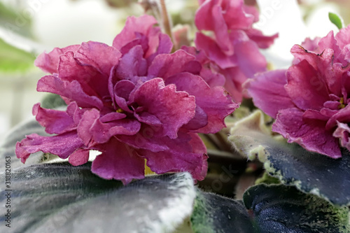 Beautiful Saintpaulia or Uzumbar violet. Pink indoor flowers close-up. Natural floral background. photo