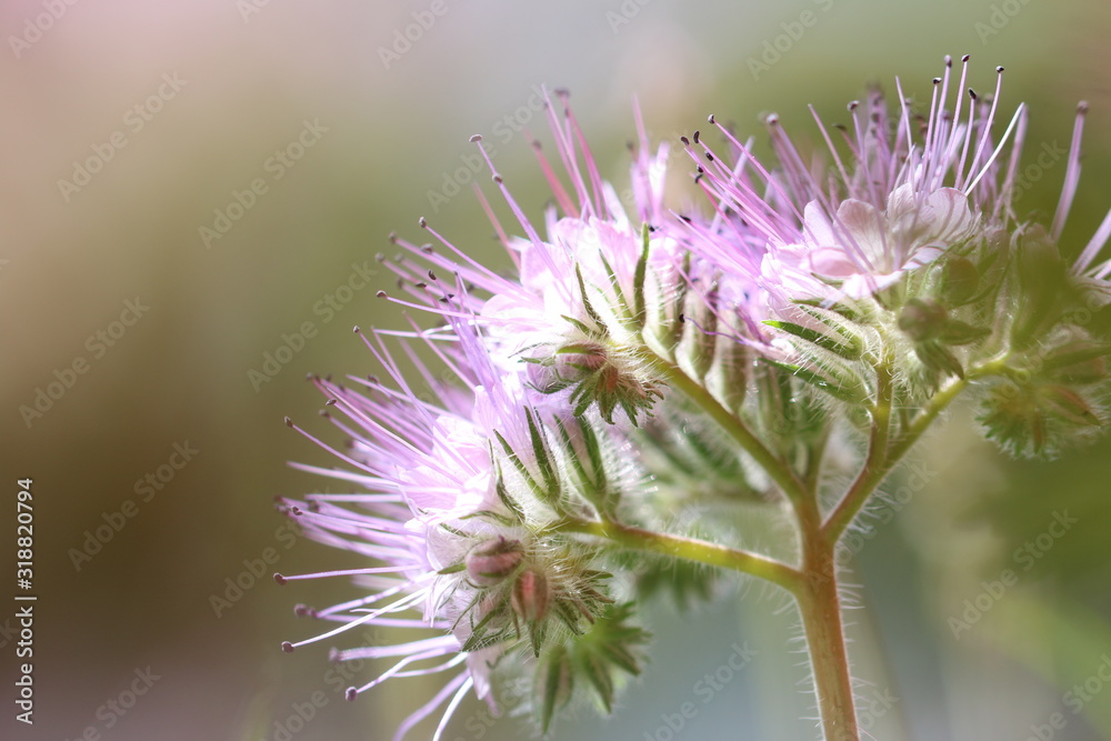 Bienenfreund, Phacelia tanacetifolia im Gegenlicht Nahaufnahme Bienenfreund, Phacelia tanacetifolia im Gegenlicht Nahaufnahme