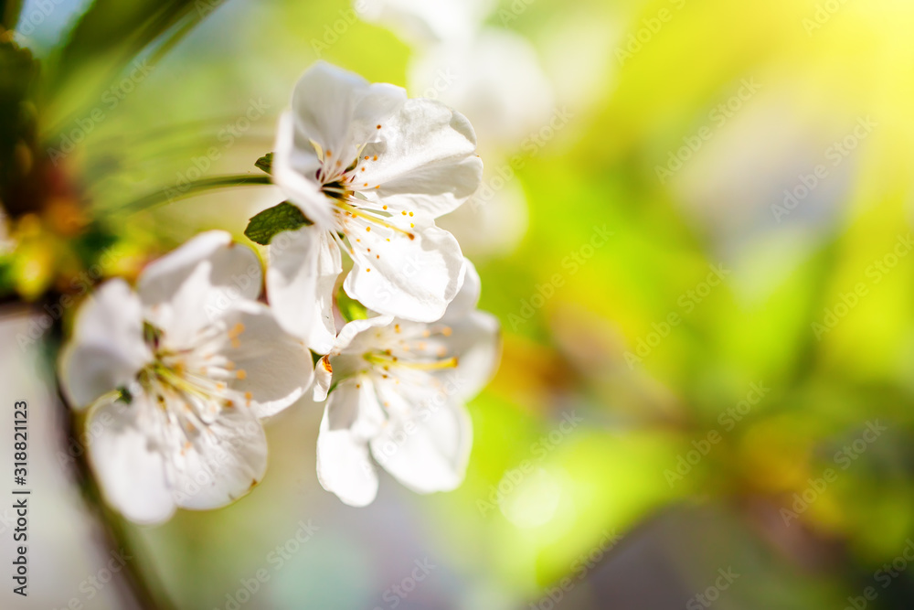 Pink flowers blooming peach tree at spring. Spring blooming, Abstract background. Banner. Selective focus.