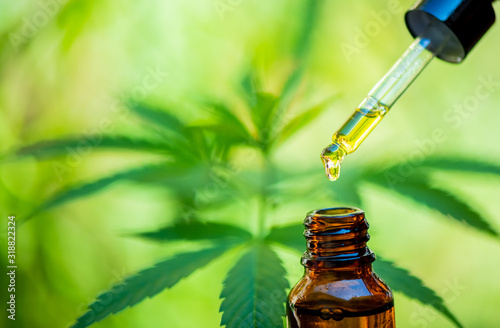 CBD hemp oil, drip, bio-medicine and ecology, hemp plant, herb, medicine, cbd oil from medical extraction