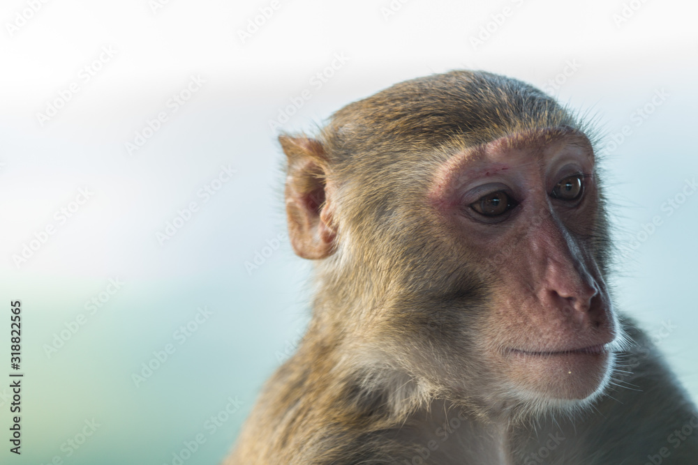 adult, aggression, animal, animals, asia, asian, baby, baby monkey, background, black, brown, close up, close up face, close-up, closeup, creature, cute, eyes, face, family, forest, fur, hair, hairy, adult, aggression, animal, animals, asia, asian, baby, baby monkey, background, black, brown, close up, close up face, close-up, closeup, creature, cute, eyes, face, family, forest, fur, hair, hairy,