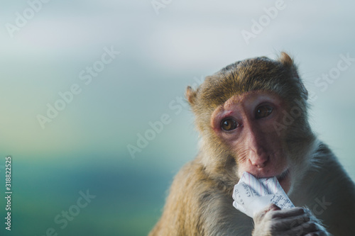 adult  aggression  animal  animals  asia  asian  baby  baby monkey  background  black  brown  close up  close up face  close-up  closeup  creature  cute  eyes  face  family  forest  fur  hair  hairy  