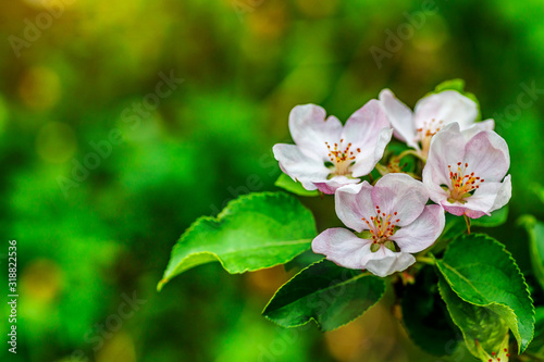Beautiful apple tree branch with sun. the seed-bearing part of a plant  consisting of reproductive organs  stamens and carpels  that are typically surrounded by a brightly colored corolla  petals 