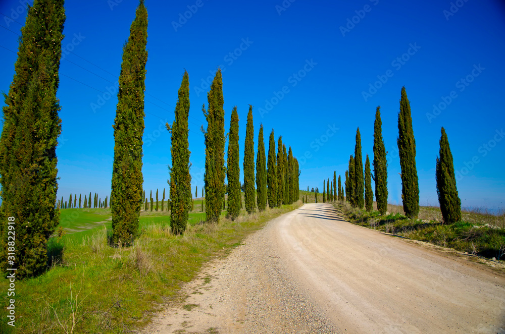 Cypress Alley on a Rural Road with Blue Sky in Tuscany, Italy.