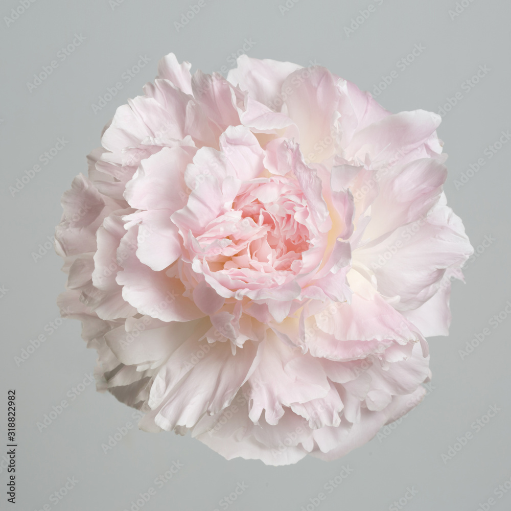 Fototapeta Przetargu różowa piwonia kwiat na białym tle na szarym tle.