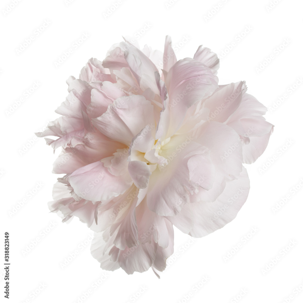 Fototapeta Delikatnie różowy kwiat piwonii na białym tle na białym tle.