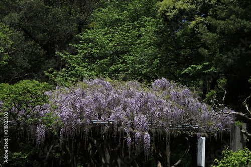 フジ　藤の花　藤棚 photo