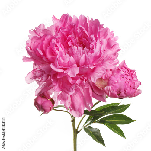 Pink peony flower with bud isolated on a white background.