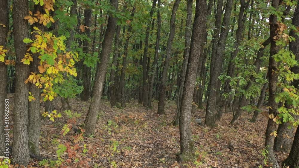 Tranquil scene in the woods by early fall 4K video Tranquil scene in the woods by early fall 4K video