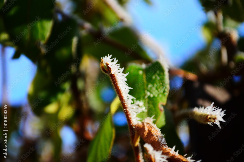 Branch covered in ice cold white frost in the winter. first frosts, cold weather, frozen water, frost Branch covered in ice cold white frost in the winter. first frosts, cold weather, frozen water, frost