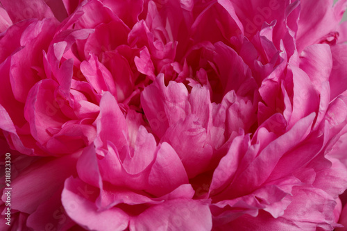 Floral wallpaper, pink peony flower fragment, macro. © ksi
