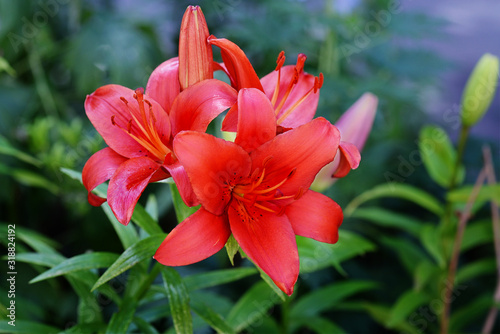 Scarlet Lily Flowers © Olga