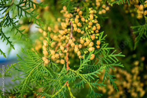 Thuja trees in the city landscape on the background.