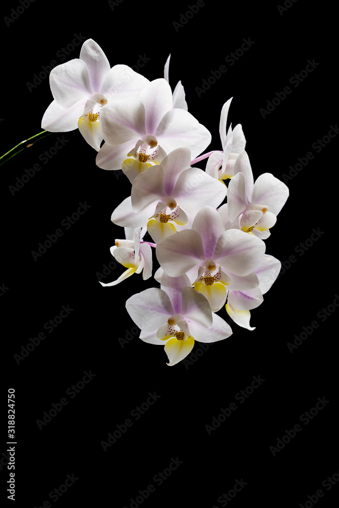 Fototapeta premium Flowers of white orchids