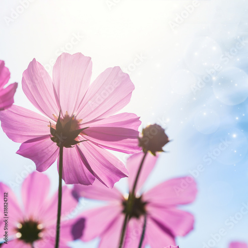 Image with daisies.