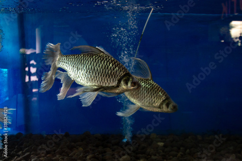 Long Tail Java Barb (Puntius Brevis), also known as the silver barb, Tawes Slayer fish.soft focus  photo