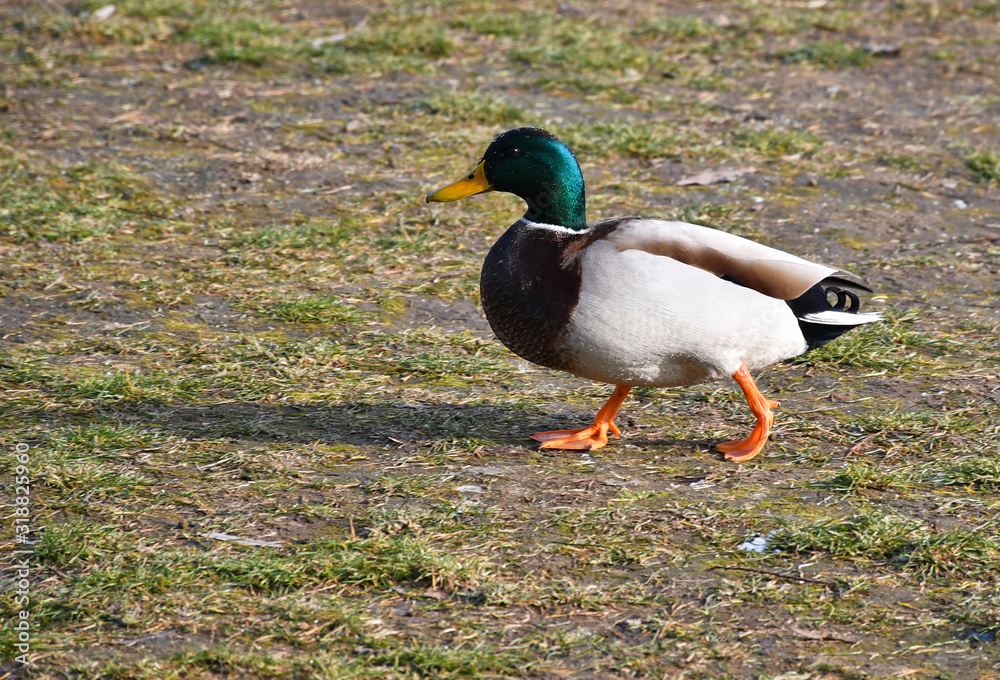 Wild duck in winter time Wild duck in winter time