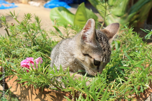 Cat kitten it's so cute baby, have a gray fur with wonderful blue eyes, playing with pink flowers, in a garden on nature and blurred background, Thailand © Priyaporn
