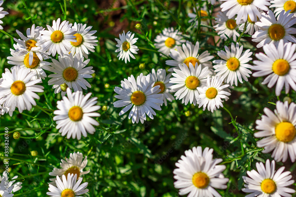 Fototapeta premium Summer landscape with field of camomiles at sunny day. Camomile daisy flowers, wild flowers for the cover, banner, post card. Homeopathic plant, medicine herb.