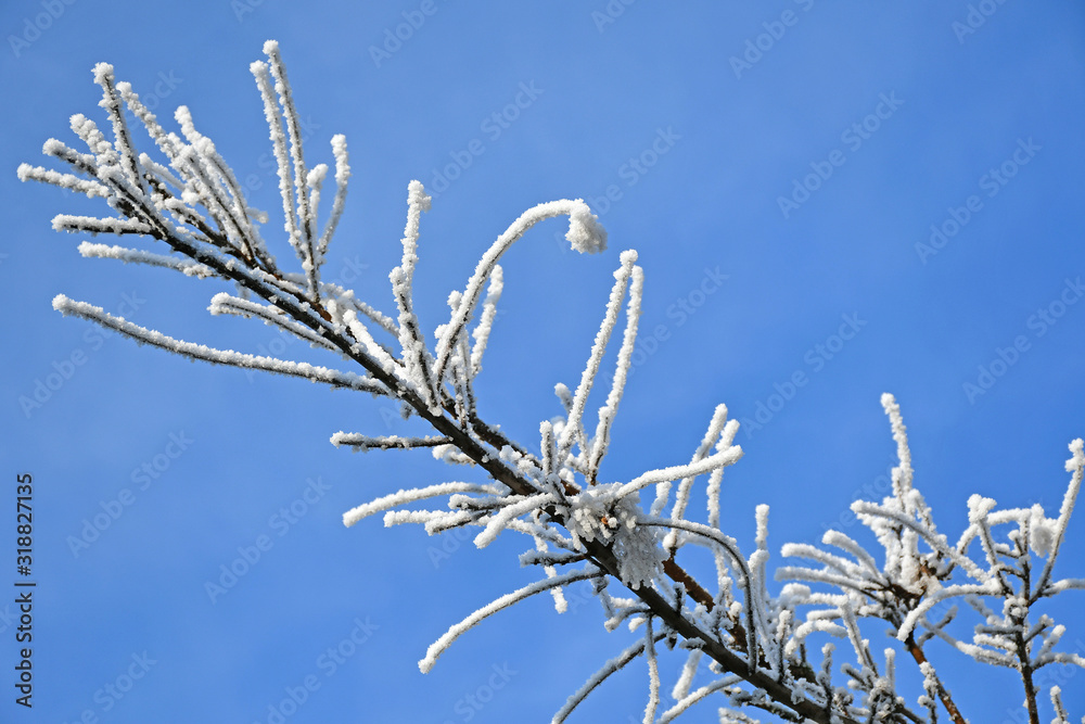 Trees in the woods in winter time