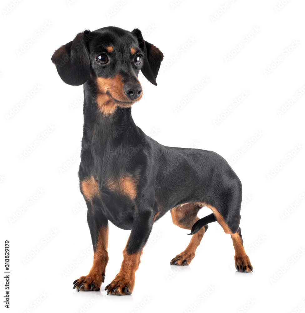 Dachshund in studio Dachshund in studio