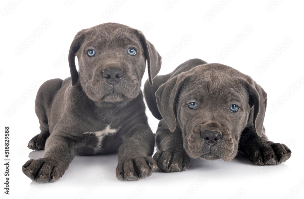 puppies cane corso puppies cane corso