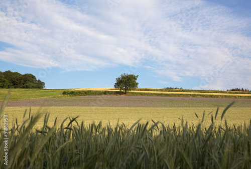 Kleiner Baum was nun?