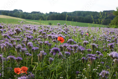 Blumenfeld in den Hügeln