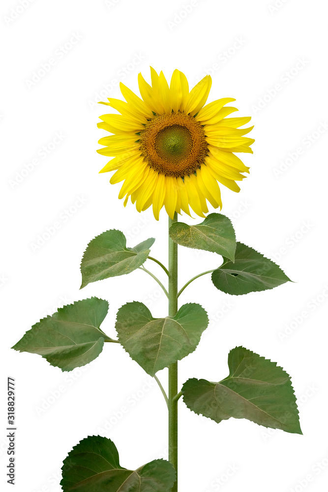 Fototapeta premium sunflower tree isolated on white background