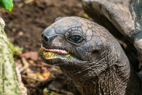 Giant Aldabra Seychelles Tortoise in Union Estate Park, La Digue, Seychelles
