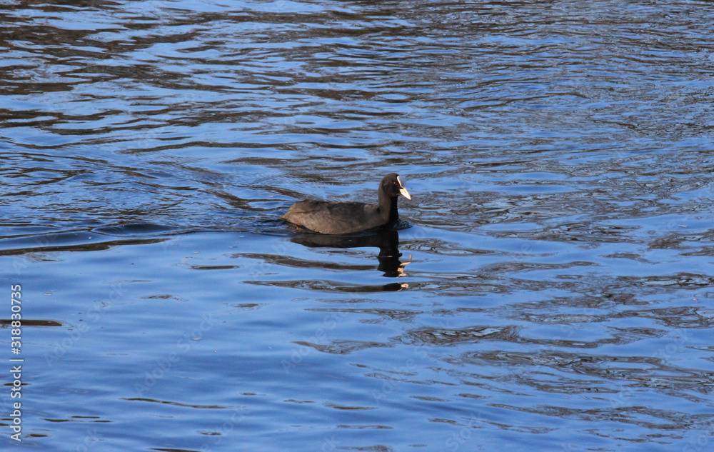 Fototapeta premium Eurasian coot Fulica atra