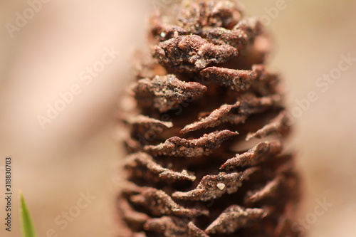 Pine Cone