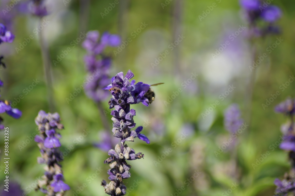 bee on flower bee on flower