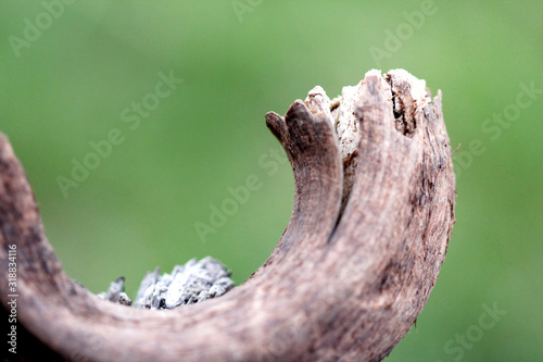 Log
