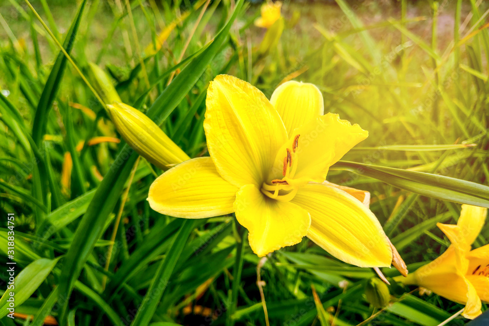 Front view of a Beautiful Yellow Lily Blooming in the garden. Front view of a Beautiful Yellow Lily Blooming in the garden.
