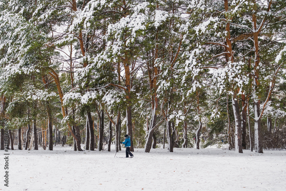 boy skiing on a forest road boy skiing on a forest road