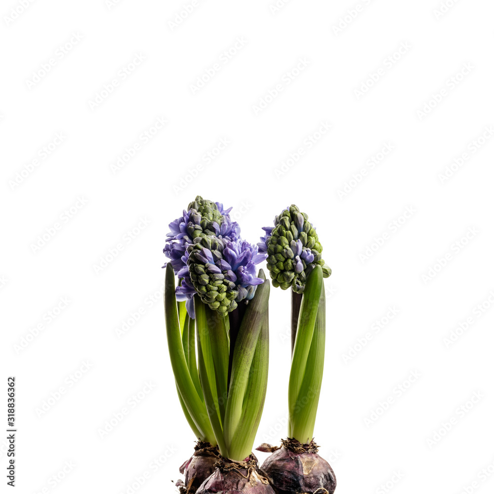 Obraz premium Hyacinth on white.