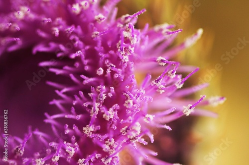 Pink Flower