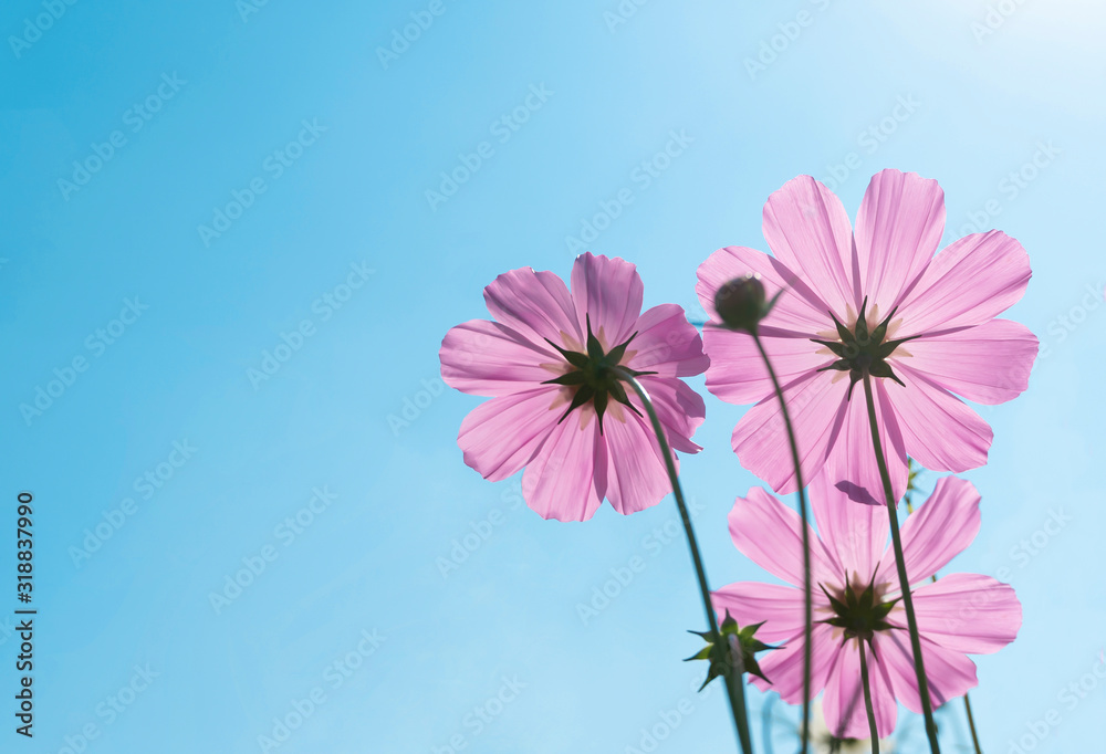 Pink cosmos flower on blue sky background,Cosmos sulphureus, Mexican Aster on nature landscape with copy space Pink cosmos flower on blue sky background,Cosmos sulphureus, Mexican Aster on nature landscape with copy space