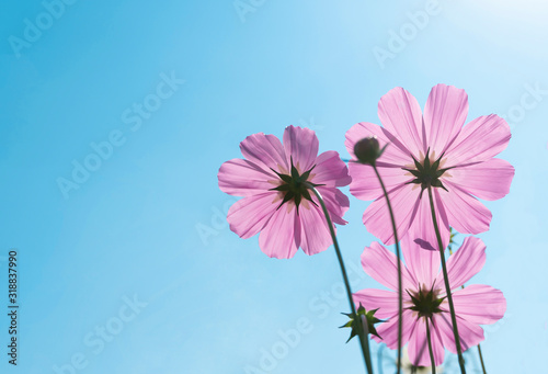 Pink cosmos flower on blue sky background,Cosmos sulphureus, Mexican Aster on nature landscape with copy space