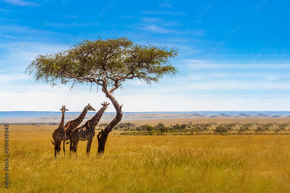 Three giraffes under acacia tree - obrazy, fototapety, plakaty 