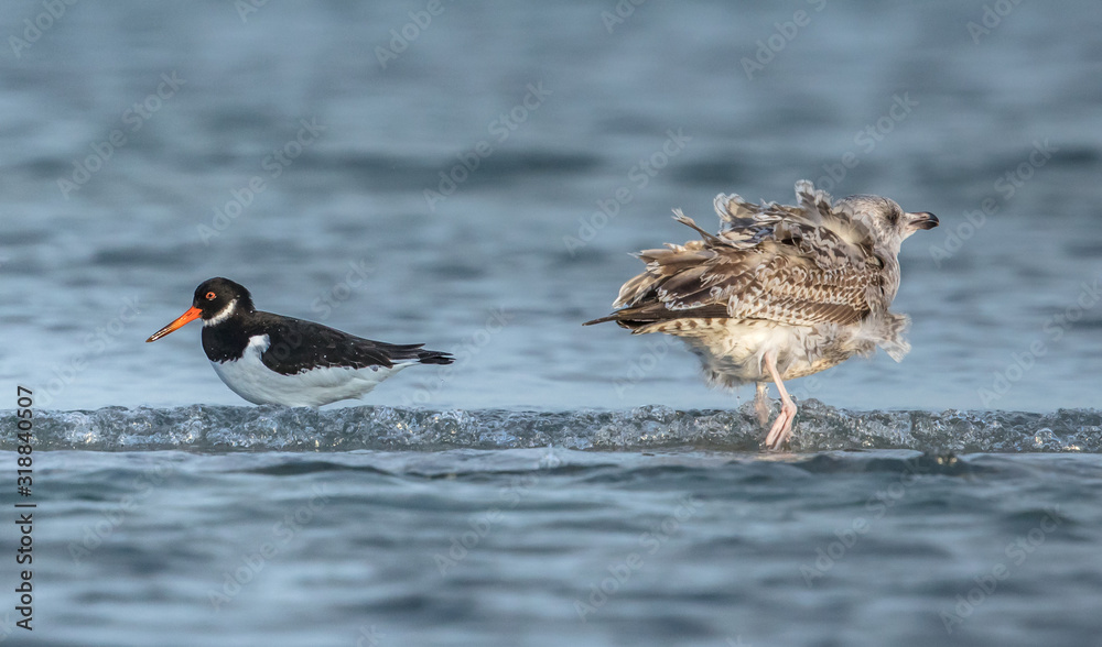 vögel vögel