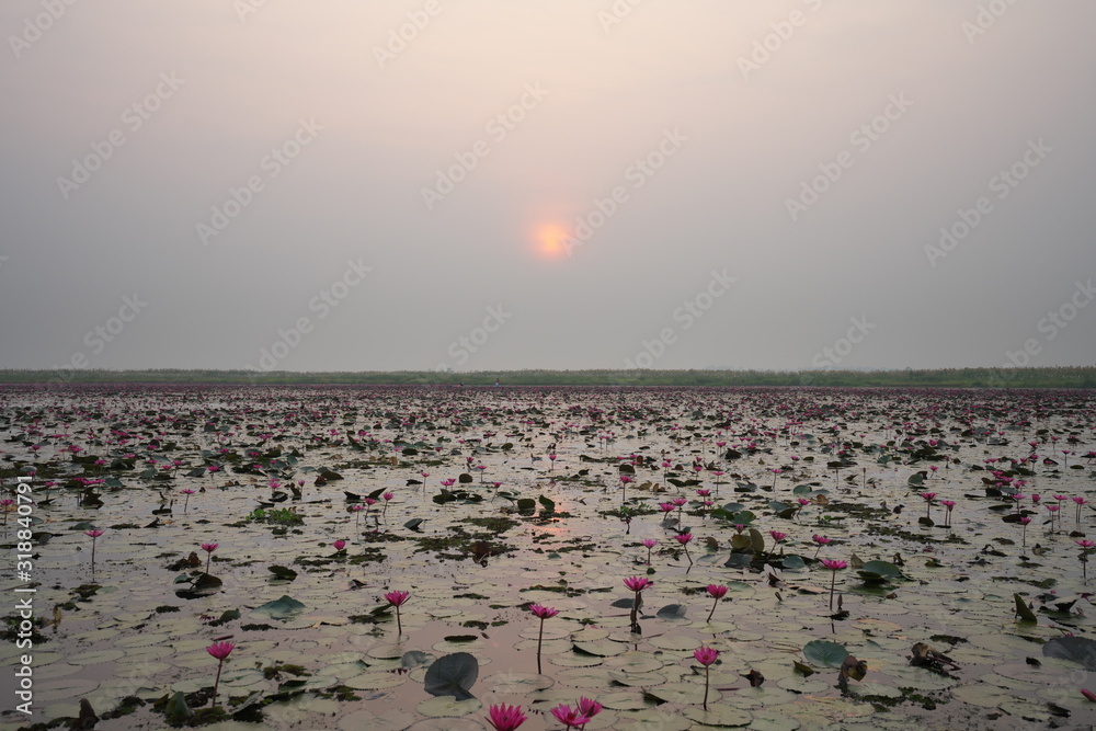 Fototapeta premium Udon Thani,Thailand-January 24, 2020: Morning scene of Red Lotus Lake or Talay Bua Daeng in Udon Thani, Thailand