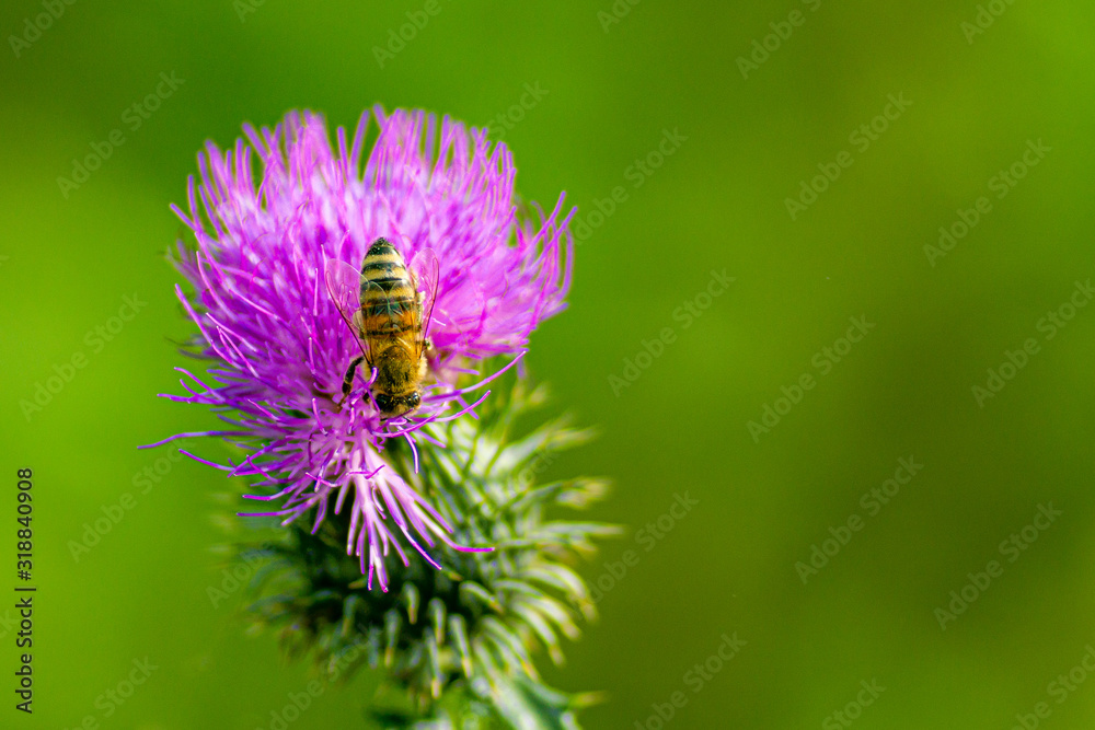 Eine Biene auf einer pinkenen Distel Eine Biene auf einer pinkenen Distel