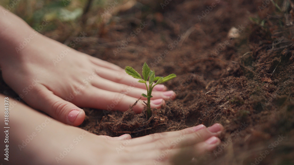 Close-up of female hands planting the seedlings into the ground. People planting the trees in the soil ground in the park. Close-up of female hands planting the seedlings into the ground. People planting the trees in the soil ground in the park.