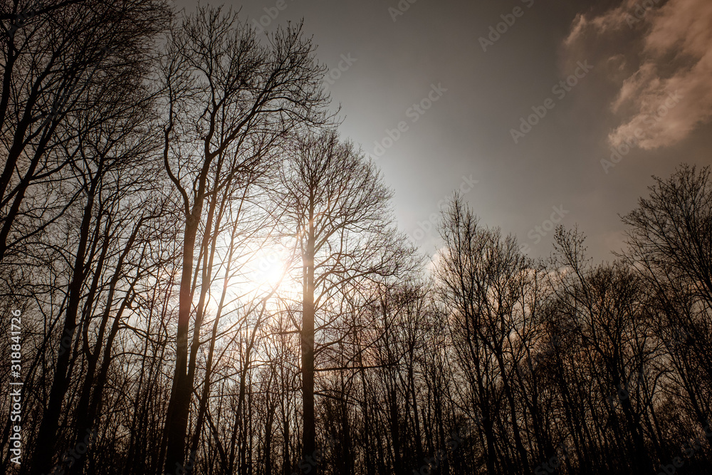 A forest in autumn with leaves on wet ground A forest in autumn with leaves on wet ground